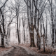Printable forest scene