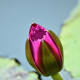 nature-lover-poem