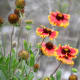 nature-lover-poem