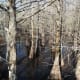 More trees