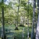 More trees