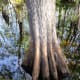 A buttressed trunk