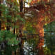 Cypress tree needles and knees in Cincinnati at the Spring Grove Cemetery and Arboretum in Geyser Lake