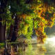 Beautiful trees and knees