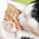 the-10-most-common-strange-behaviours-of-cats-are-actually-normal-and-the-last-one-finally-relieved-me