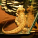 Alice with brown reptile carpet substrate.