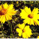 Huisache Daisy