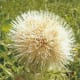 Bull Thistle in Bloom