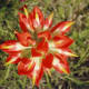 Indian Paintbrush