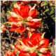 Indian Paintbrush