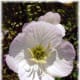 Pink Evening Primrose