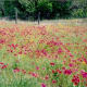Field of Wild Phlox and More