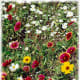 Mixed wildflowers
