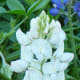 Natural white bluebonnet