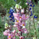 Pink bluebonnets