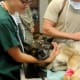 how-to-take-care-of-dogs-every-time-you-repost-there-is-one-less-stray-dog-in-the-world