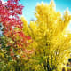 Fall colors in the city park