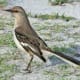 mockingbirds-and-their-excellent-mimicry-of-sounds