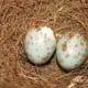 Northern Mockingbird Eggs
