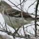 mockingbirds-and-their-excellent-mimicry-of-sounds