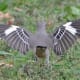 mockingbirds-and-their-excellent-mimicry-of-sounds