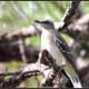 mockingbirds-and-their-excellent-mimicry-of-sounds