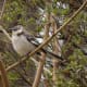 mockingbirds-and-their-excellent-mimicry-of-sounds