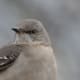 mockingbirds-and-their-excellent-mimicry-of-sounds