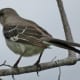 mockingbirds-and-their-excellent-mimicry-of-sounds