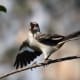 mockingbirds-and-their-excellent-mimicry-of-sounds