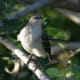 mockingbirds-and-their-excellent-mimicry-of-sounds