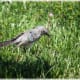 mockingbirds-and-their-excellent-mimicry-of-sounds
