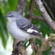mockingbirds-and-their-excellent-mimicry-of-sounds