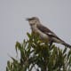 mockingbirds-and-their-excellent-mimicry-of-sounds