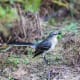 mockingbirds-and-their-excellent-mimicry-of-sounds