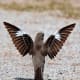 mockingbirds-and-their-excellent-mimicry-of-sounds