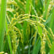 Oryza sativa, the plant where the grain of rice comes from.