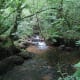 Through the Trees to the Silver River