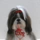 Shih Tzu dressed for Valentine's Day