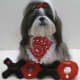 Shih Tzu dressed for Valentine's Day