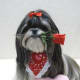 Shih Tzu and a Red Rose
