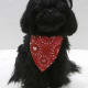 Shih Tzu and a Red Rose