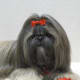 Shih Tzu and a Red Rose