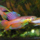 Killifish