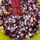 Painted Mountain corn