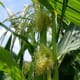 Here you can see the tassel above, releasing anthers onto the sticky corn silk below.