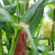 Corn silk comes in many colors as well.