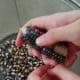 Glass gem popcorn being removed from the cob
