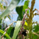 This bumble bee collects pollen even though the corn plant does not need the bee to pollinate.