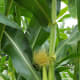 An ear starts to form on the corn stalk.